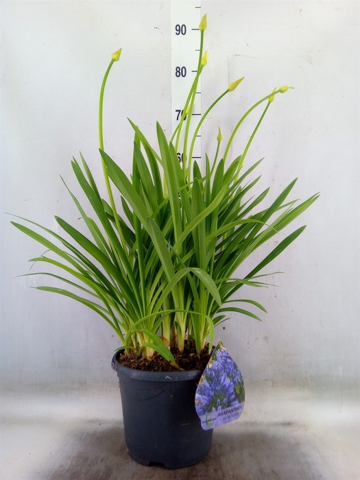 <h4>Agapanthus TR 'Dr. Brouwer'</h4>