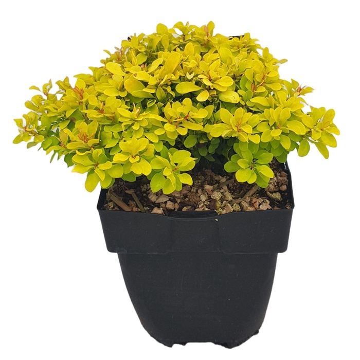 <h4>Berberis</h4>