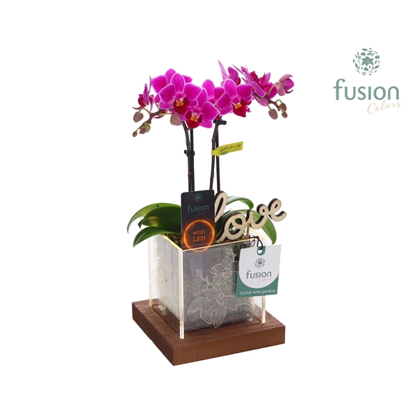 <h4>Acryl bakje LED met Phalaenopsis Love</h4>