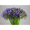 Agapanthus Mix Painted