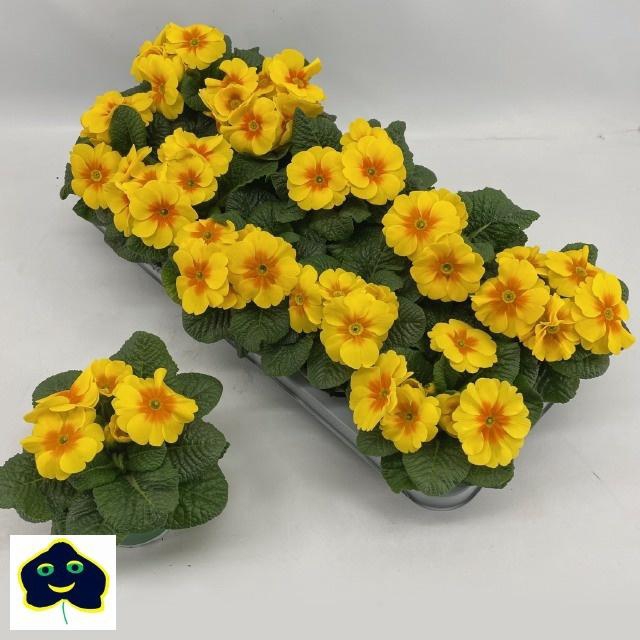 <h4>PRIM AC EBLO GELB</h4>