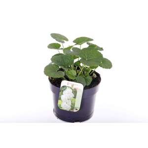 Alcea rosea Chart. Double White