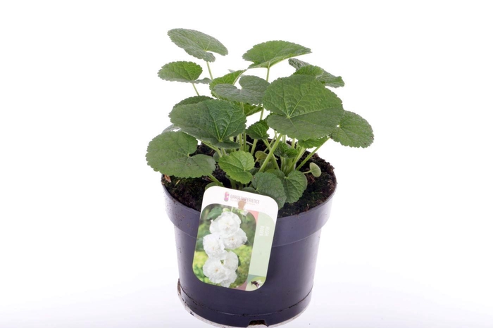 <h4>Alcea rosea Chart. Double White</h4>