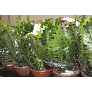 CACTUS SIANINHA C21