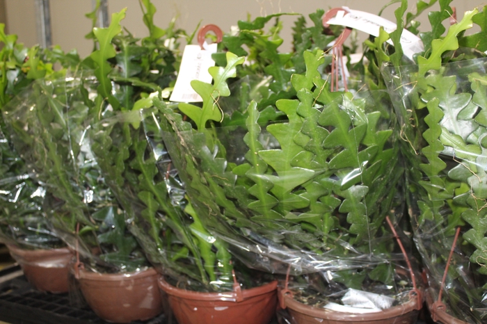<h4>CACTUS SIANINHA C21</h4>