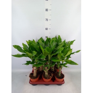 Dracaena frag. 'Steudneri'