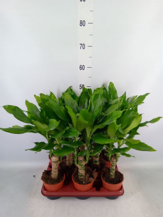 <h4>Dracaena frag. 'Steudneri'</h4>