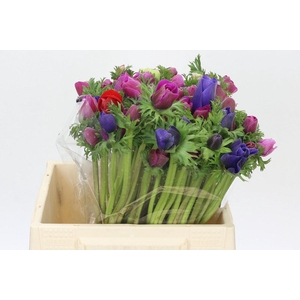 Anemone Mistral Plus Rainbow Mix