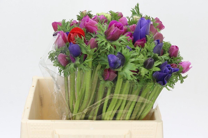 Anemone Mistral Plus Rainbow Mix