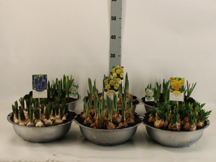 <h4>BOLBLOEMEN GEM</h4>