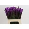 Liatris Callilepis