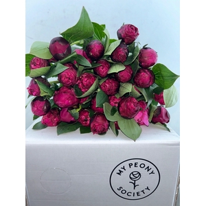 Paeonia Red Sarah Bernhardt