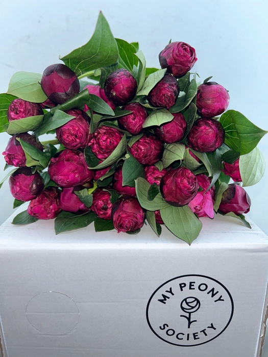 <h4>Paeonia Red Sarah Bernhardt</h4>