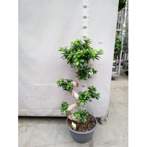 Ficus microcarpa 'Ginseng'