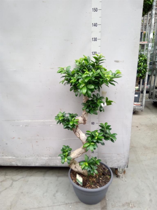 <h4>Ficus microcarpa 'Ginseng'</h4>