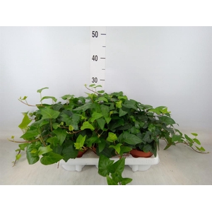 Hedera helix 'Mein Herz'