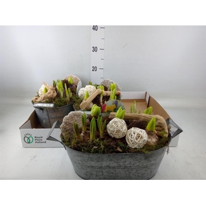 Arr.   Bol/Knolgewas L%