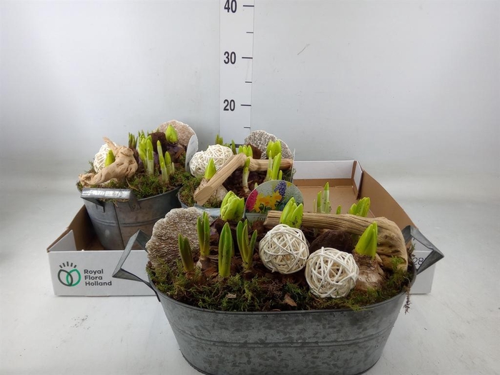 <h4>Arr.   Bol/Knolgewas L%</h4>