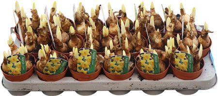 <h4>Narc Carlton Gelb</h4>