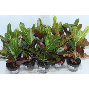 CROTON HIBRIDO EXCELLENT P11
