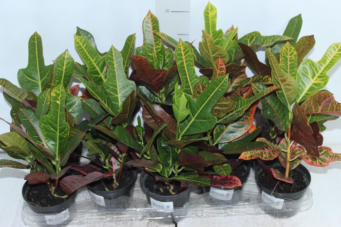 <h4>CROTON HIBRIDO EXCELLENT P11</h4>