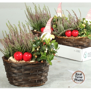 ARR TUINPLANTEN
