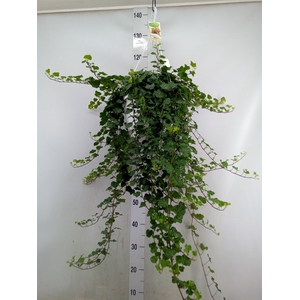 Hedera helix 'Wonder'