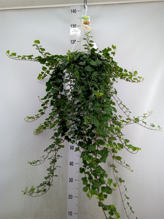 <h4>Hedera helix 'Wonder'</h4>