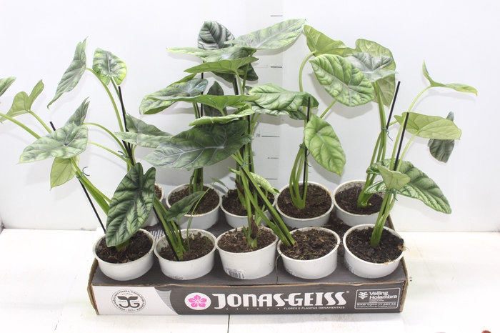 <h4>ALOCASIA SINUATA P12</h4>