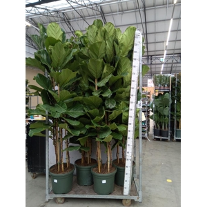 Ficus lyrata