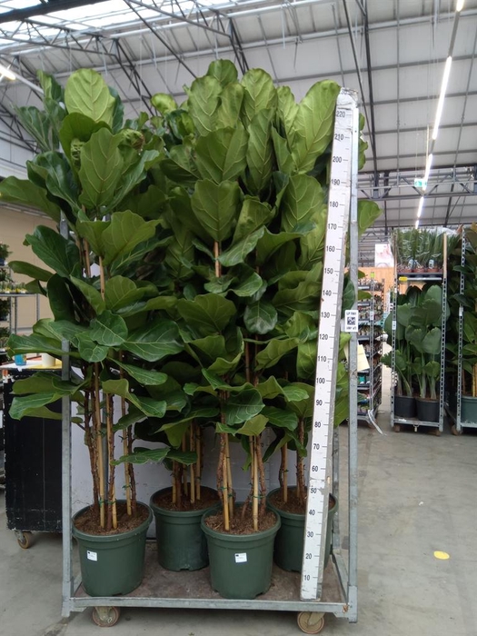 <h4>Ficus lyrata</h4>