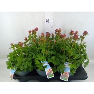 Astrantia major 'Roma'