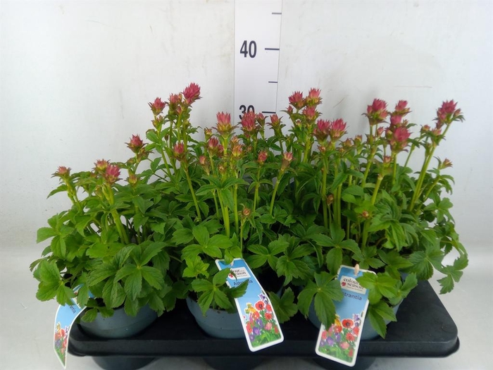 <h4>Astrantia major 'Roma'</h4>