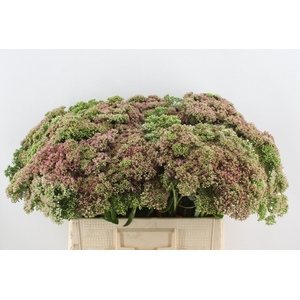 SEDUM HERBSTFREUDE