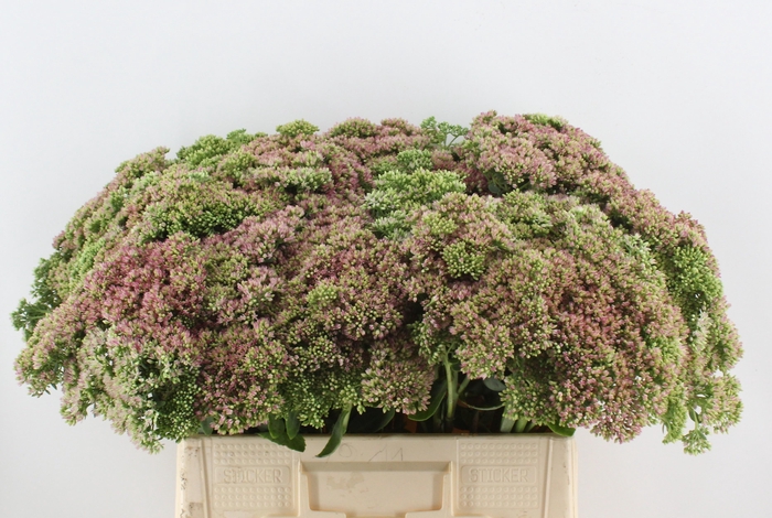 <h4>SEDUM HERBSTFREUDE</h4>