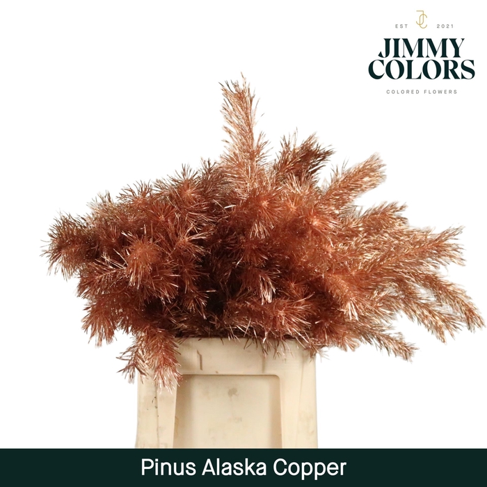 <h4>Pinus Alaska 60 Copper</h4>