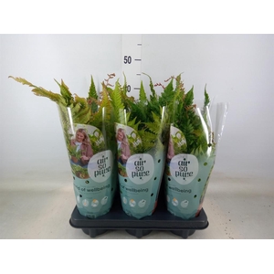 Dryopteris erythrosora