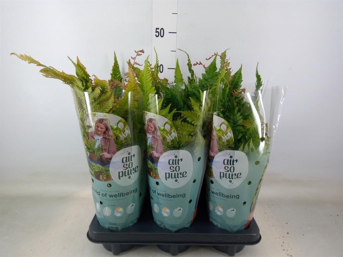 <h4>Dryopteris erythrosora</h4>