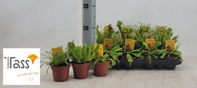 <h4>DIONAEA MUSCIPULA</h4>