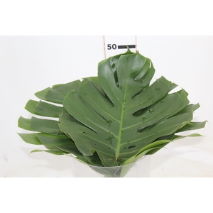FOLHAGEM MONSTERA DELICIOSA 030 CM