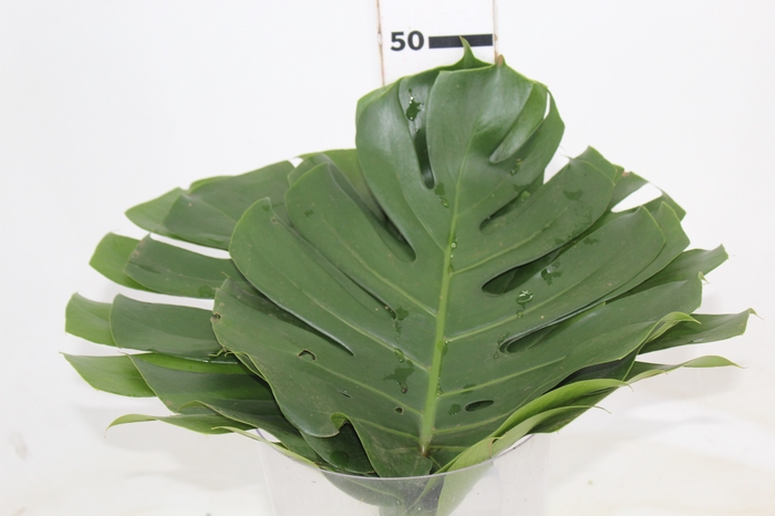 <h4>FOLHAGEM MONSTERA DELICIOSA 030 CM</h4>