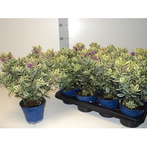 HEBE AND VARIEGATA