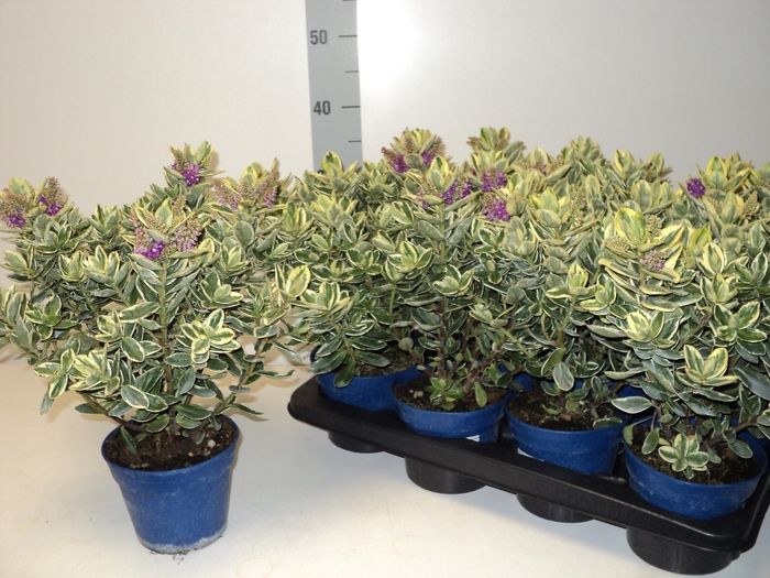 <h4>HEBE AND VARIEGATA</h4>