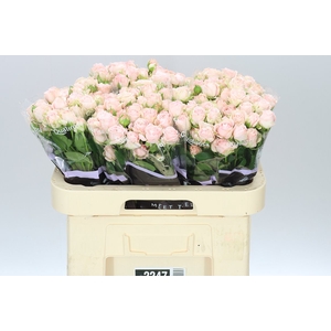 Rosa Tr Bombastic