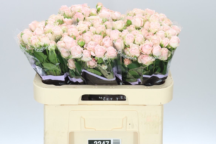 <h4>Rosa Tr Bombastic</h4>