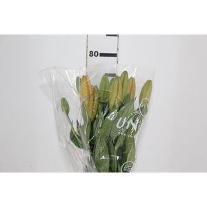 LIRIO SUNDERLAND 080 CM HT 3/5 FLS