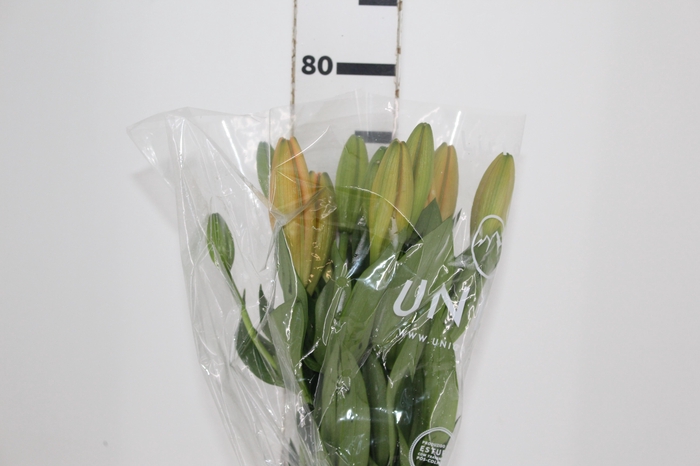 <h4>LIRIO SUNDERLAND 080 CM HT 3/5 FLS</h4>