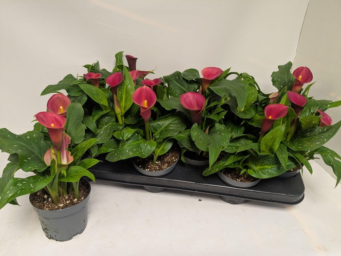 <h4>ZANT RED ALERT</h4>