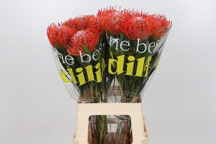 <h4>Nutans Tango</h4>