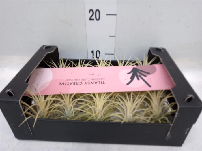 <h4>Tillandsia ionantha</h4>